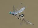 Micrathyria ocellata (Square-spotted Dasher)-2.jpg